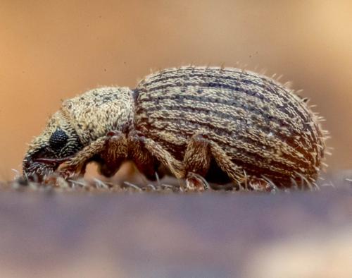Réf. 222 576 : Brachysomus hirtus